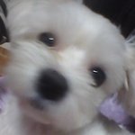 ★☆우리집 <b>막냉이</b>를 소개합니다 !! (개판) ☆★