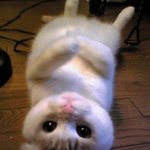 <b>밤비</b>야~~~~~~~ 치킨 사줘!!!!!!!!!!!!!!!!!!!...