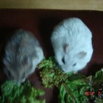 +수정)★★★[동물판]우리집 쥐는 두발로 걸어<b>다님</b>(사진/동영상有)★★★