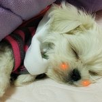 ☆★ 우리집 귀요미 막둥이 말튀2개월 ☆★
