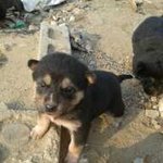 ★ ★ ★ ★ (사진有) 개판 우리집 강아지 <b>포니</b>★ ★ ★ ★