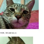 [<b>고양이</b>판]★★제2탄★★일상이화보 , 우리<b>집고양이</b>들
