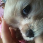 ☆★☆강아지와 고슴도치의 동거★☆★