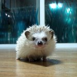 :.★..: 2월 17일 <b>베</b>톡 기념, 또또<b>판</b>! :..★..: