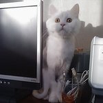 ★☆★☆우리집 고양이 3마리를 소개해有 사진 많아有★☆★☆