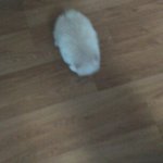 우리집 강아지는 콩이 강아지 멍멍멍