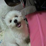 ★★★★★비글 뺨치는 우리<b>집</b> 악마견★★★★★