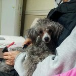 (개판!!!!) 이것이 진정한 개판이다! 강아지 10마리와의 동거