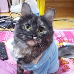 ★★★★★(사진有!)우리 애기(고양이) 일상ㅋㅋㅋㅋ★★★★★