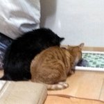 동물판! 유봉이랑 당이랑 나랑!!!♡