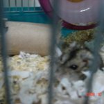 ★★★新동물판 햄스터판 -3★★★