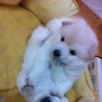 저희<b>집</b>에 12마리의 개님들을 소개합니다