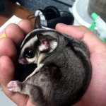 쪼끔수정ㅎ[<b>동물</b>판]햄스터만 두발로 설 줄 아는게 아니쥐~