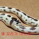 단백질<b>마시</b>쪙