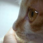 사진多 키우던 고양이 분양한 기분은 정말....ㅠㅠ