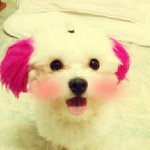 (개판)사진有!!!!!!우리집 인형눈알 집착견 딸기이야기 ㅋㅋㅋㅋㅋ