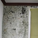 곰팡이 <b>결로</b>로 이사를 하려는데요..