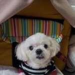 ★☆저희집강아지가 불경을들어요~(<b>반야심경</b>)동영상有