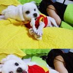 ★★★강아지판>>사진有★★★