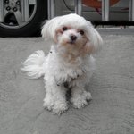 (개판)강아지한테 미안함..사진有