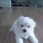 개판/사진多))★★★★★우리집 대추 안보고 가실꺼예요?★★★★★