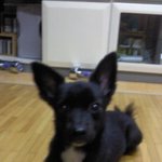 ★[개판!!] 내가 바로 서당개다!!(사진 다량 함有) ★