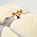 <b>아잠</b>이또몰려온다ㅡ,.ㅡ