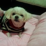 ★(강아지판)불경듣는울집강아지