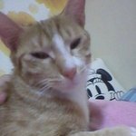[냥판] 우리<b>집</b>냥<b>이</b>를소개합니다 ★★
