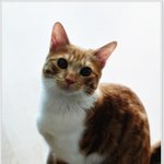 ♥♥♥♥♥♥♥♥♥♥♥♥우리집 깍쟁이 유리♥♥♥♥♥♥♥♥♥♥♥♥