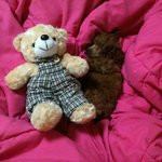 ★★울집강아지 <b>토이</b>푸들초코사진有(많음)개판만들어줘 힝☆★★