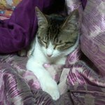 ★고양이판☆ 우리 집 고양이 <b>잉크</b>(사진多)
