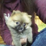 [개판] 털<b>복</b>숭이 강아지 두마리키우는 녀자♥ (사진有) - 1탄