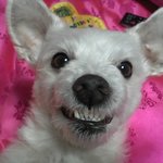 ★☆[개판,사진有]☆★우리집 <b>노견</b>을 소개합니다