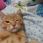 ★★★우리집이쁜고양이★★★