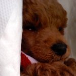 ★☆★☆★[개판] 우리집 막내남동생 소개합니다 사진有(수정)★☆★☆★