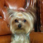 ★개판★사진有) 우리집에 굴러들어온 <b>복</b>덩어리