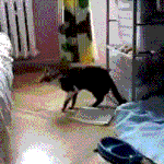 개 짤 나있어 멍<b>청아</b>