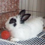 ☆★☆★[토끼판] 우리<b>집</b>흰<b>털</b>이를소개합니다☆★☆★