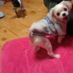 ●●●[개판] 셀카 달인견 black &amp; <b>white</b> 사진有 스압有●●●