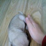 사진有))정말 사랑스러운 (사고)뭉치