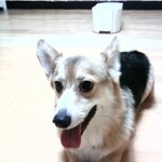 ★사진有)  동물판 중에서도 개판 이름하여 짱가판★ - 스압주의보...