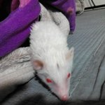 ♥너무나귀여운고슴도치,연지곤지를소개합니다!/<b>동물</b>판♥