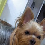 ※※사진(有재석/개판)※※요크셔5남매를 소개합니다!!!☆★☆★☆★☆