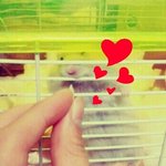 사진有) 우리집 곰쥐 <b>베베</b>를 소개합니다