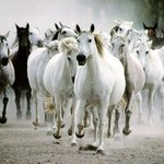[충격] 정말 <b>말</b> 많은 그 <b>사진</b> 지금 바로 올립니다.