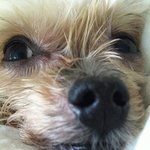 ★★★개판★★★(사진有) 두얼굴의 강아지.... ㅋㅋㅋㅋㅋㅋ