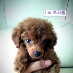 ★개판(사진有)★인천계양구효성동사시는분들 꼭 봐주세요! 우리 <b>코볼</b>이를 찾습니다.