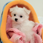 [!! 동물판] ★ 나의 고양이 두마리와 아기 말티즈 /ㅁ/  ★