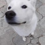개가 <b>가출</b>했다가 돌아왔는데 임신한거같아요....